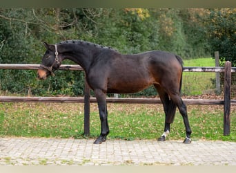 Zangersheider, Stute, 3 Jahre, 160 cm, Dunkelbrauner