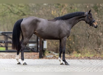 Zangersheider, Stute, 3 Jahre, 160 cm, Dunkelbrauner