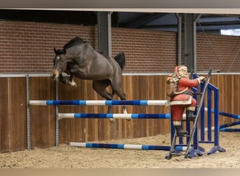 Zangersheider, Stute, 3 Jahre, 160 cm, Dunkelbrauner