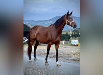 Zangersheider, Stute, 3 Jahre, 160 cm, Dunkelbrauner