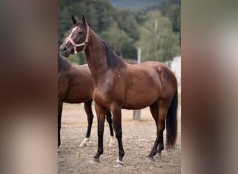 Zangersheider, Stute, 3 Jahre, 160 cm, Dunkelbrauner