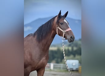 Zangersheider, Stute, 3 Jahre, 160 cm, Dunkelbrauner