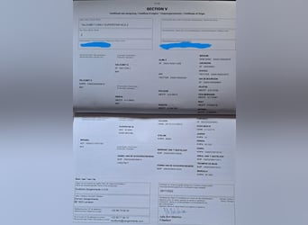 Zangersheider, Stute, 3 Jahre, 160 cm, Dunkelbrauner