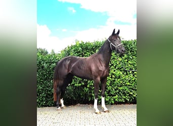 Zangersheider, Stute, 3 Jahre, 160 cm, Dunkelbrauner