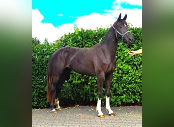 Zangersheider, Stute, 3 Jahre, 160 cm, Dunkelbrauner