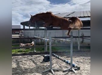 Zangersheider, Stute, 3 Jahre, 160 cm, Fuchs