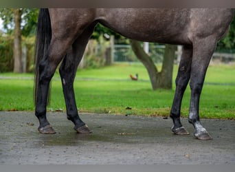 Zangersheider, Stute, 3 Jahre, 160 cm, Schimmel