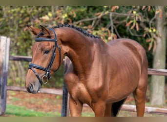 Zangersheider, Stute, 3 Jahre, 161 cm, Brauner