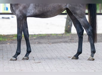 Zangersheider, Stute, 3 Jahre, 161 cm, Schimmel