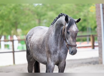 Zangersheider, Stute, 3 Jahre, 161 cm, Schimmel