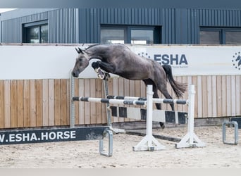 Zangersheider, Stute, 3 Jahre, 161 cm, Schimmel