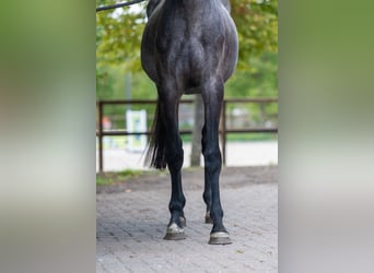 Zangersheider, Stute, 3 Jahre, 161 cm, Schimmel