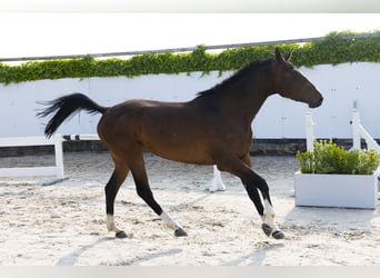 Zangersheider, Stute, 3 Jahre, 162 cm, Brauner