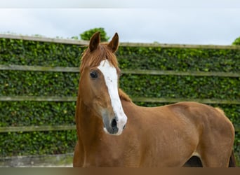 Zangersheider, Stute, 3 Jahre, 162 cm, Fuchs