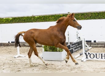 Zangersheider, Stute, 3 Jahre, 162 cm, Fuchs