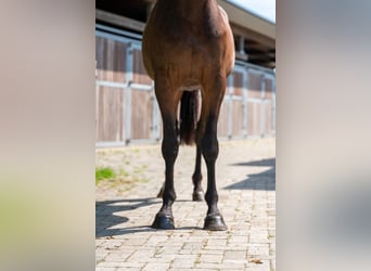 Zangersheider, Stute, 3 Jahre, 163 cm, Brauner