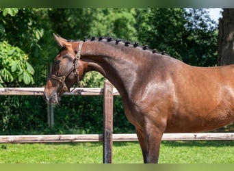 Zangersheider, Stute, 3 Jahre, 163 cm, Brauner