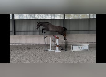 Zangersheider, Stute, 3 Jahre, 163 cm, Schimmel