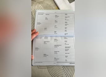 Zangersheider, Stute, 3 Jahre, 164 cm, Brauner