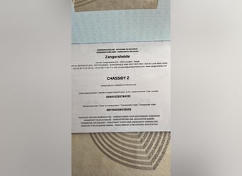 Zangersheider, Stute, 3 Jahre, 164 cm, Brauner