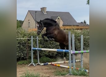 Zangersheider, Stute, 3 Jahre, 164 cm, Schwarzbrauner