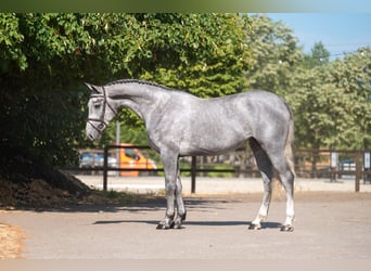 Zangersheider, Stute, 3 Jahre, 164 cm