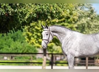 Zangersheider, Stute, 3 Jahre, 164 cm