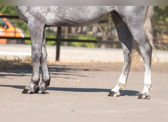 Zangersheider, Stute, 3 Jahre, 164 cm