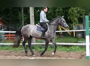 Zangersheider, Stute, 3 Jahre, 165 cm, Apfelschimmel
