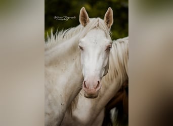 Zangersheider, Stute, 3 Jahre, 165 cm, Cremello
