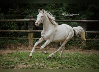 Zangersheider, Stute, 3 Jahre, 165 cm, Cremello