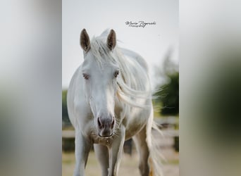 Zangersheider, Stute, 3 Jahre, 165 cm, Cremello
