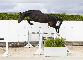Zangersheider, Stute, 3 Jahre, 165 cm, Dunkelbrauner