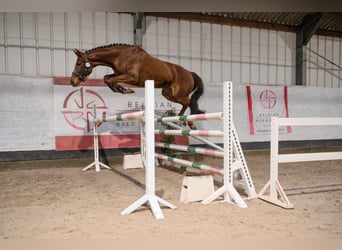 Zangersheider, Stute, 3 Jahre, 165 cm, Fuchs