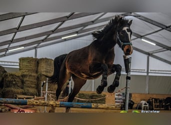 Zangersheider, Stute, 3 Jahre, 165 cm, Rotbrauner