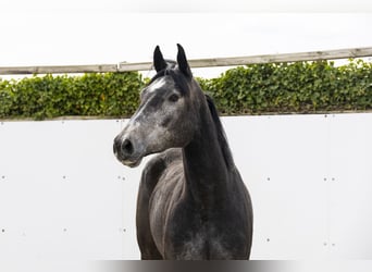 Zangersheider, Stute, 3 Jahre, 165 cm