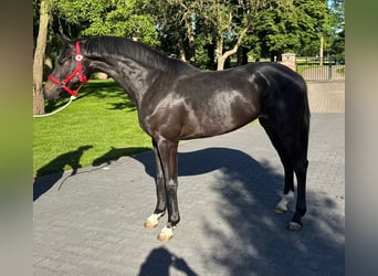 Zangersheider, Stute, 3 Jahre, 166 cm, Dunkelbrauner