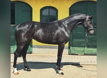 Zangersheider, Stute, 3 Jahre, 167 cm, Dunkelbrauner