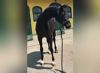 Zangersheider, Stute, 3 Jahre, 167 cm, Dunkelbrauner