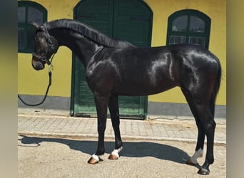 Zangersheider, Stute, 3 Jahre, 167 cm, Dunkelbrauner