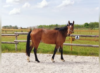 Zangersheider, Stute, 3 Jahre, 167 cm, Rotbrauner