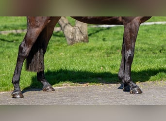 Zangersheider, Stute, 3 Jahre, 167 cm