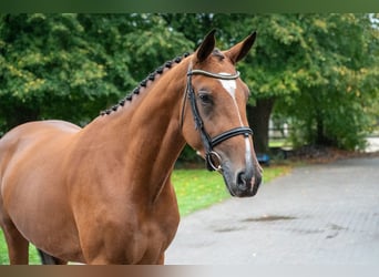Zangersheider, Stute, 3 Jahre, 168 cm, Brauner