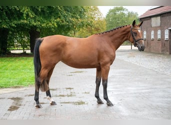 Zangersheider, Stute, 3 Jahre, 168 cm, Brauner