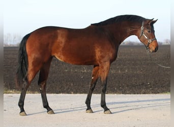 Zangersheider, Stute, 3 Jahre, 168 cm, Brauner