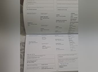 Zangersheider, Stute, 3 Jahre, 168 cm, Schimmel