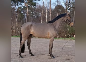 Zangersheider, Stute, 3 Jahre, 169 cm, Brauner