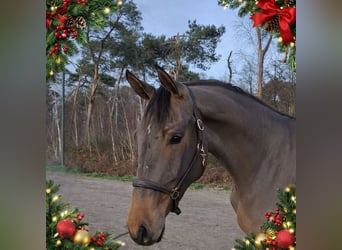 Zangersheider, Stute, 3 Jahre, 169 cm, Brauner