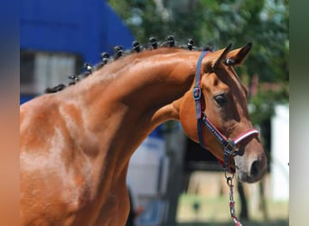 Zangersheider, Stute, 3 Jahre, 169 cm, Brauner