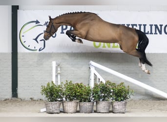 Zangersheider, Stute, 3 Jahre, 169 cm, Brauner